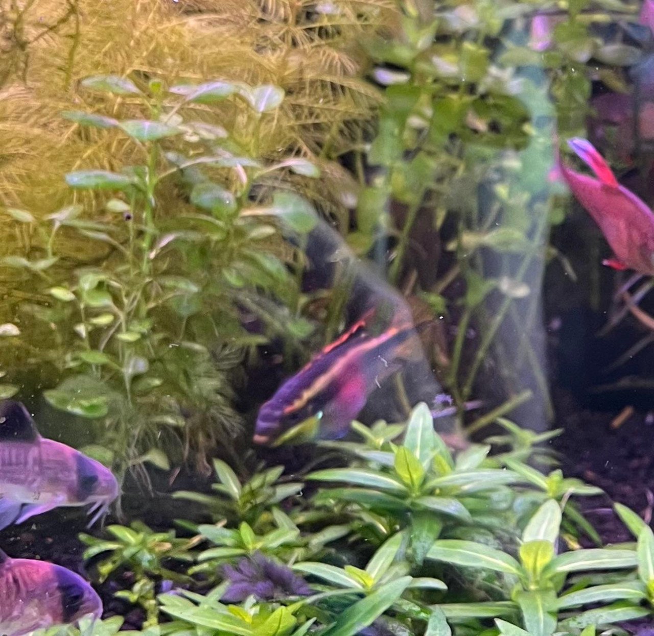 Pelvicachromis Taeniatus Moliwe