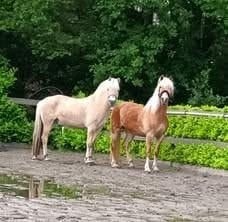 Te lease/ te koop (of verzorgster)  lieve 19 jarige haflinger merrie