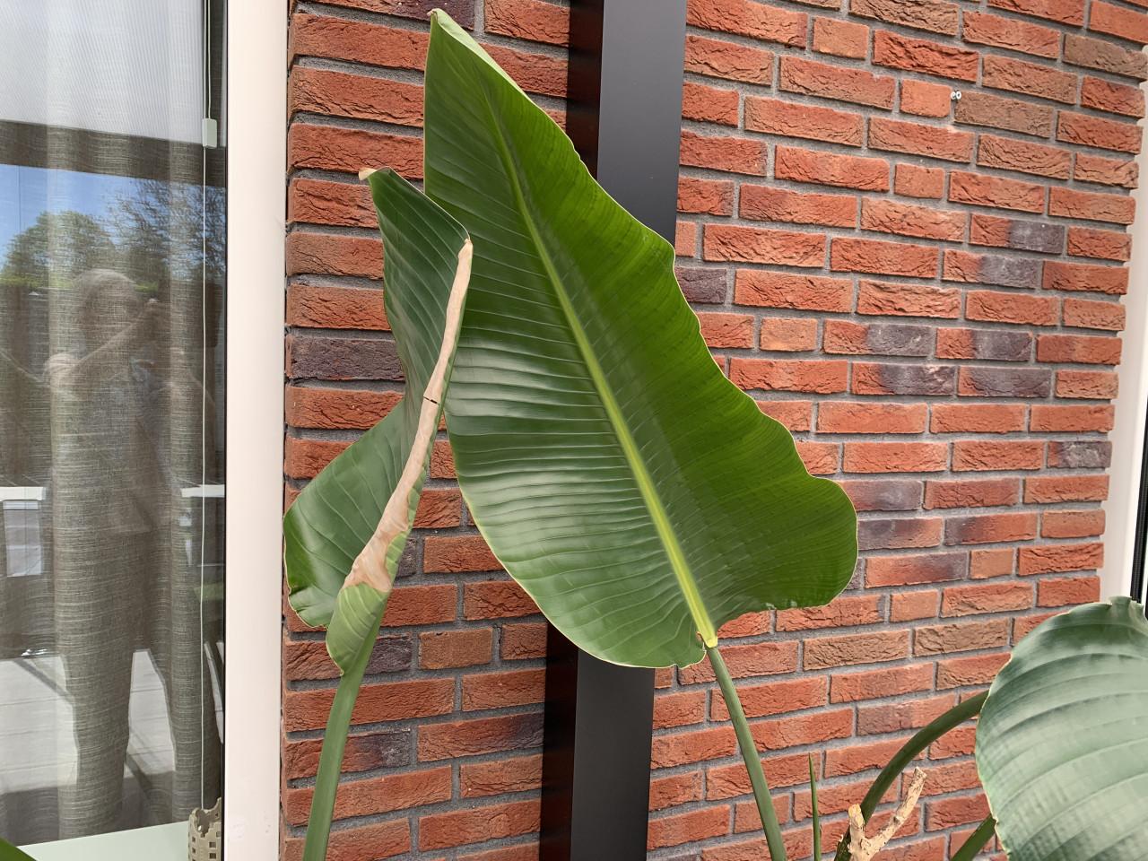 Kamerplanten