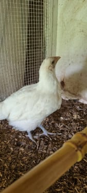 5 Poule de bresse kuikens