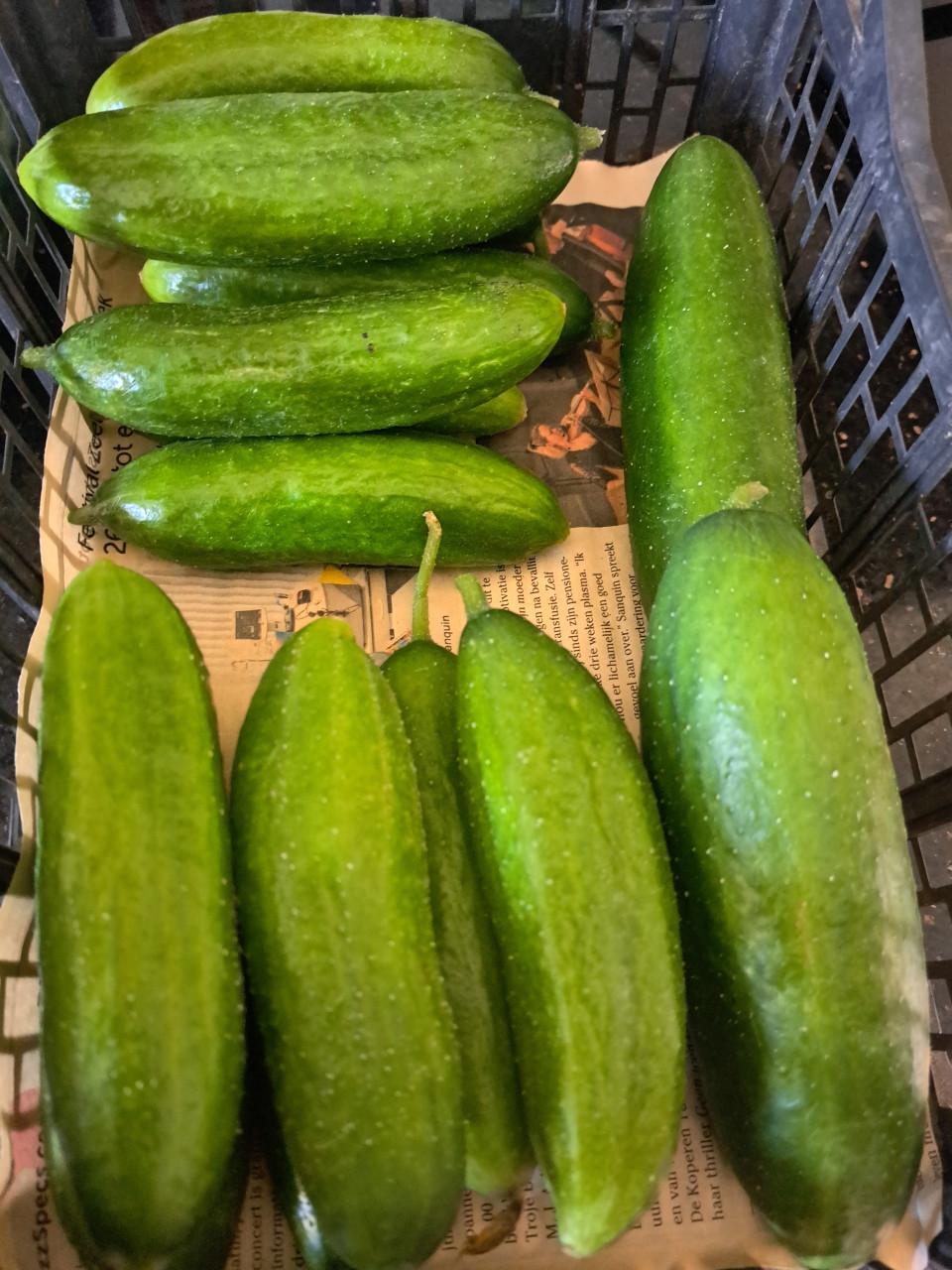 Snack komkommer en gewone komkommers