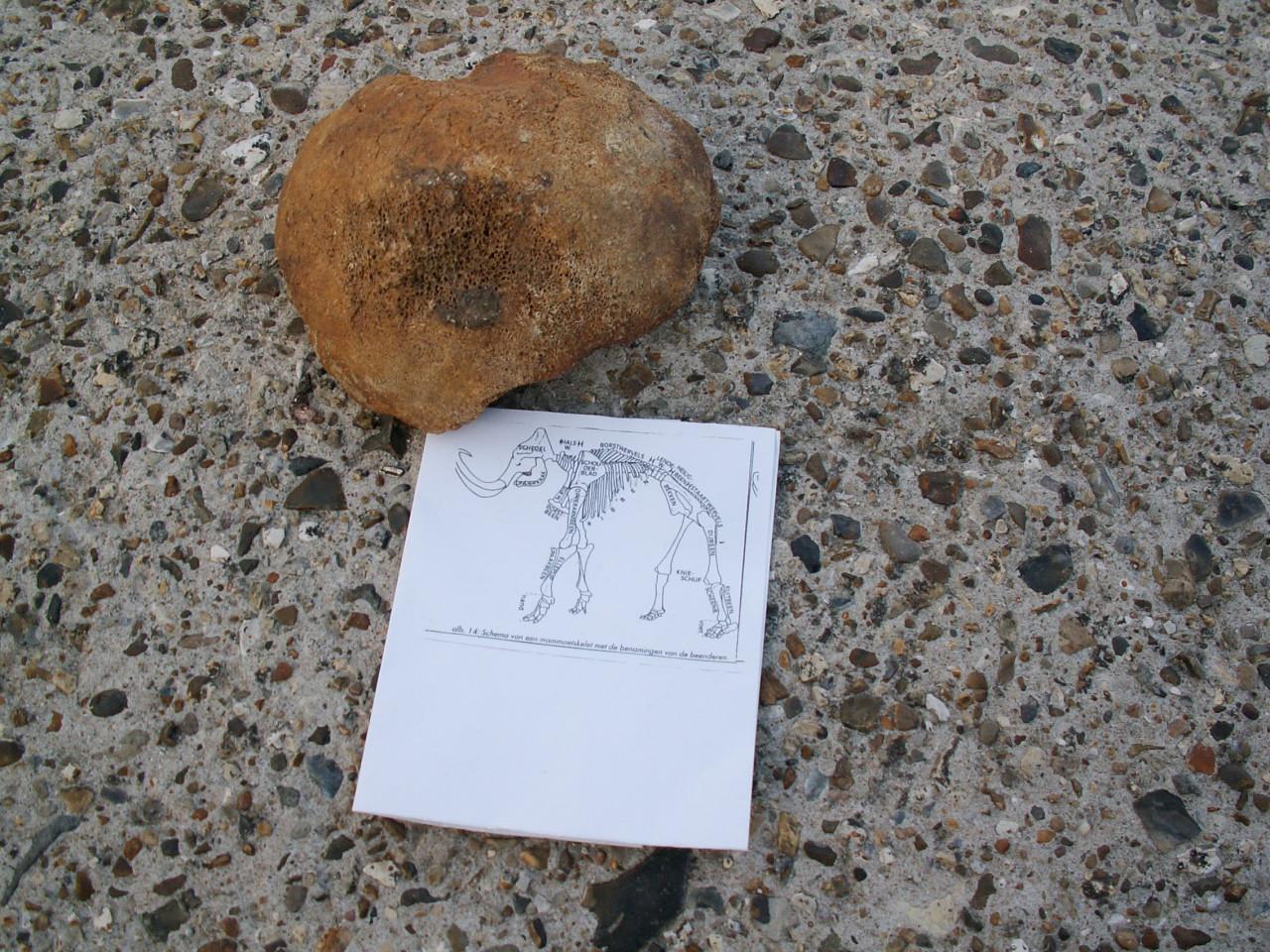 Te koop; fossiel heupkop mammoet en prehistorisch paard bot