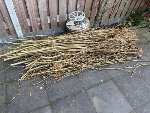 Gratis afhalen: Plantaan takken