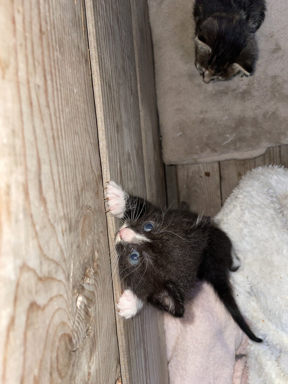 Kittens