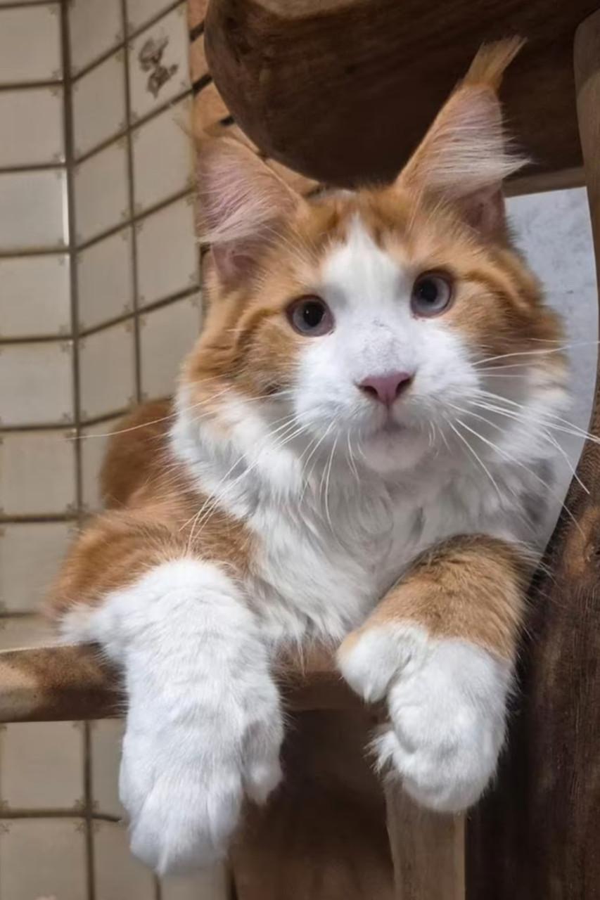 Prachtige blauw oog polydactyl dekkater