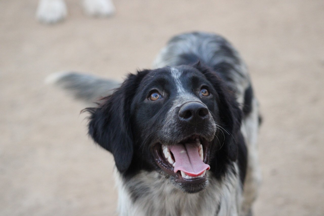 Alora Dog Rescue: Mona, dit lieve meisje zoekt een baasje