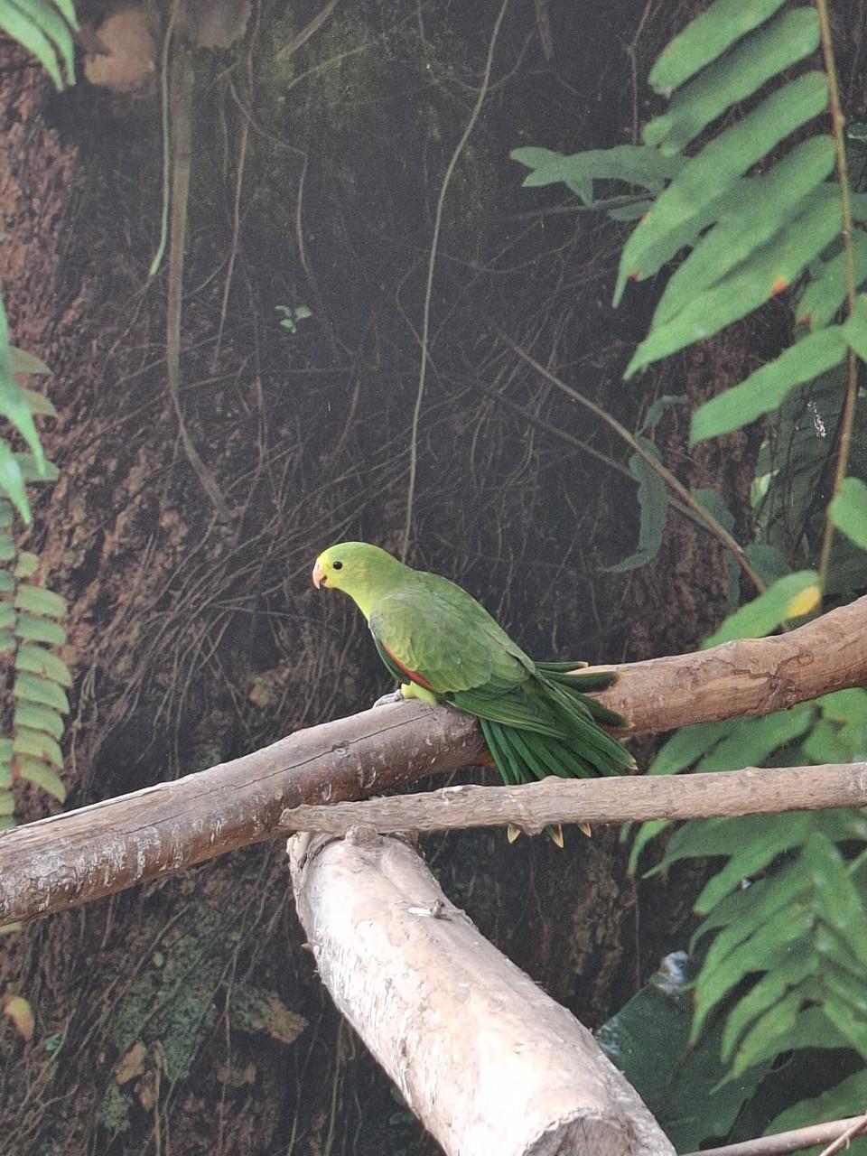 Ruime keuze uit allerlei volierevogels
