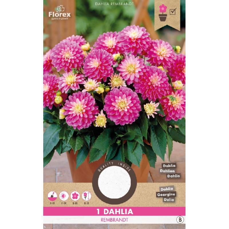 Bloembollen te koop nieuw in verpakking