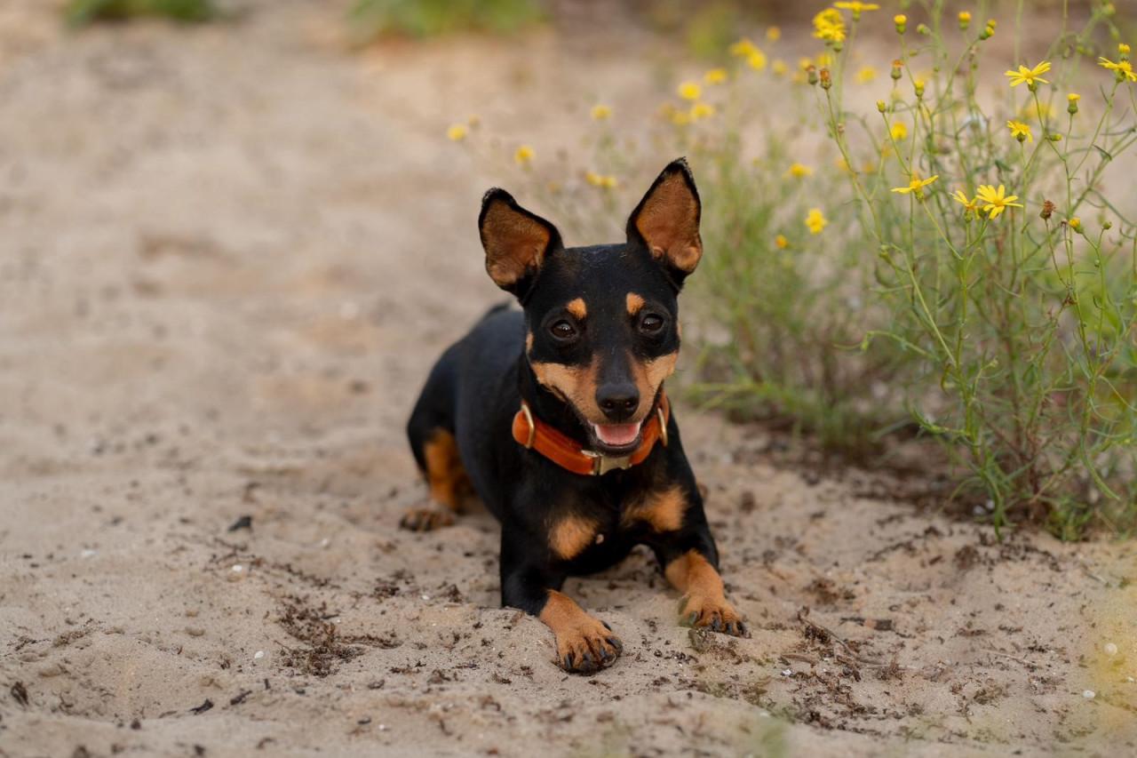 Hondenoppas voor lieve Jack Russell(mix) gezocht!