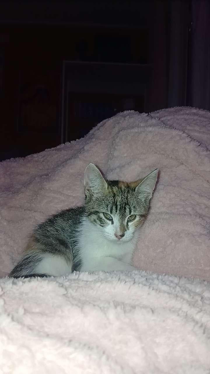 Kitten