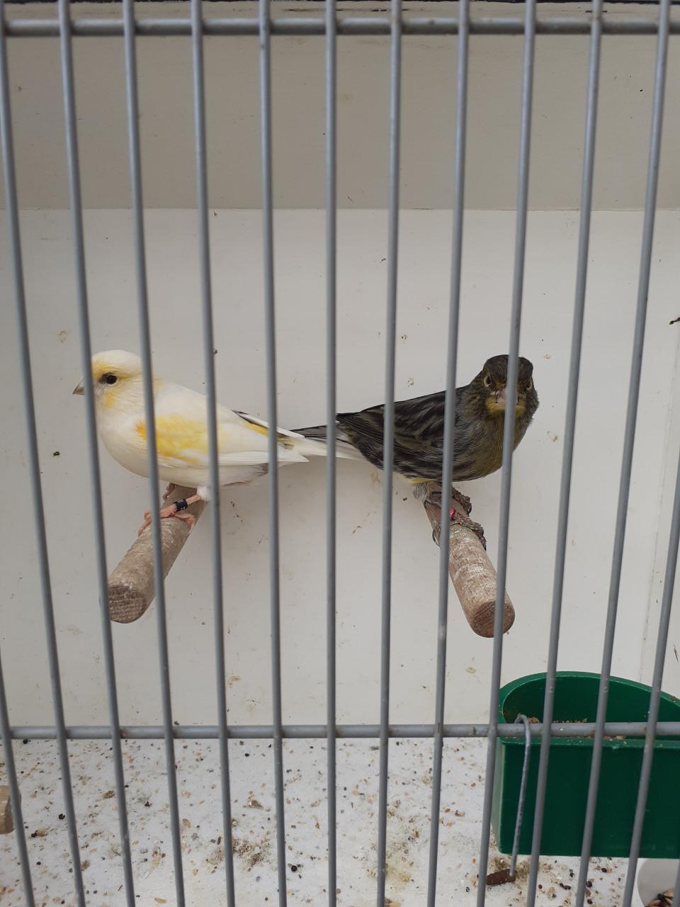 Koppel kanaries ( broedrijp. )