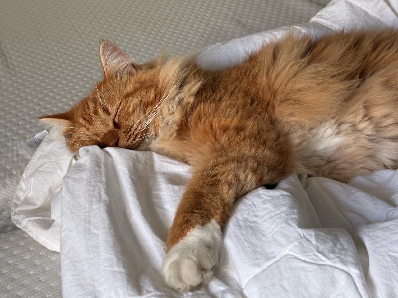 ‼️BELONING €250‼️ KATER VERMIST!