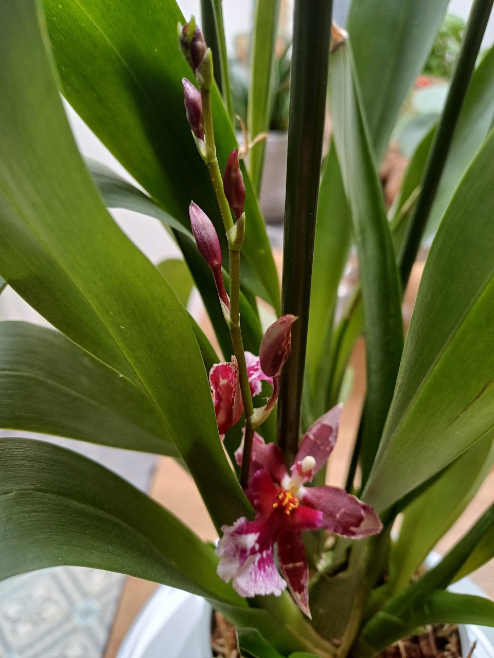 4 x Cambria-ORCHIDEE (Cambria 'Barocco') D 12 H 50 cm