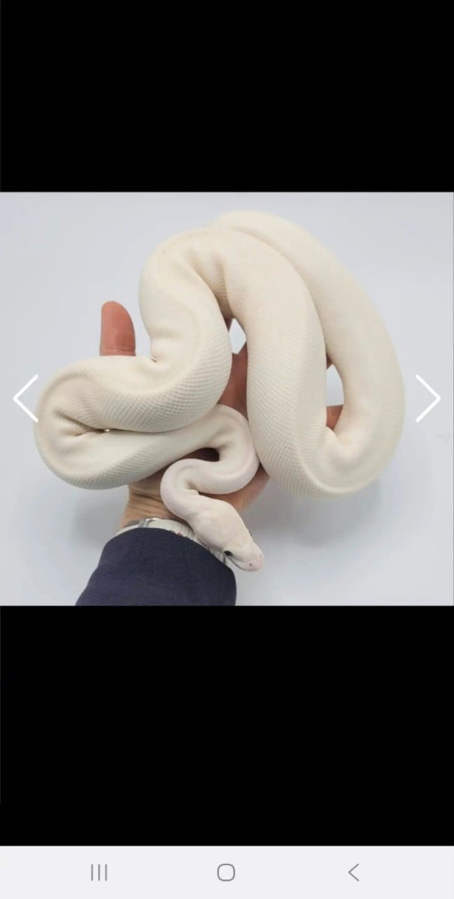 Gezocht ball python man