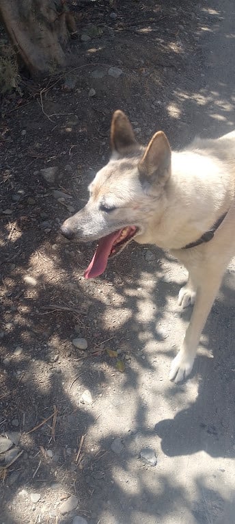 Alora Dog Rescue: Maria is het vertrouwen in de mens niet verloren