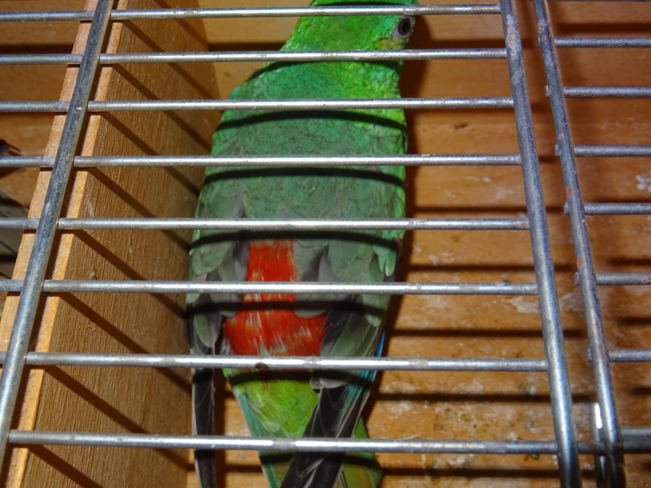 Te koop drie mooie broedrijpe rood rug parkieten mannen !!