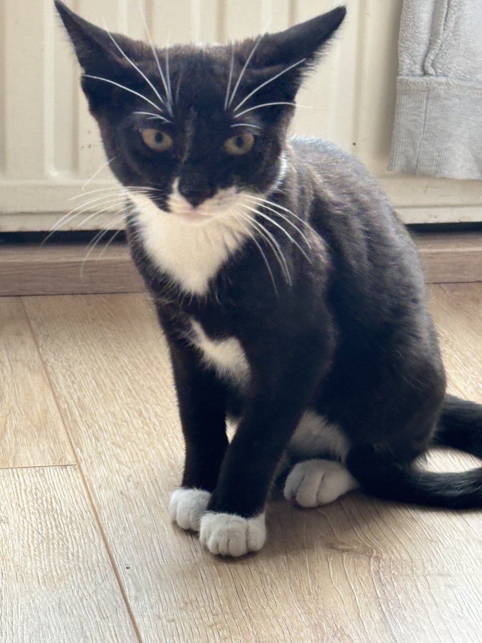 Lieve kittens