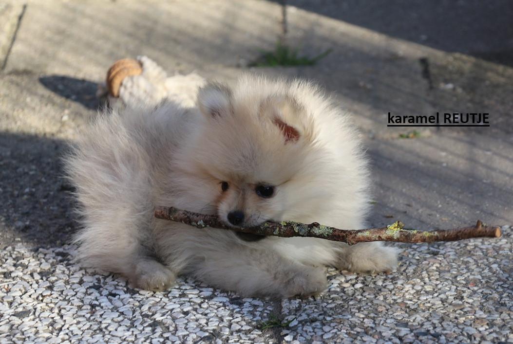 Pomeriaan pups beschikbaar