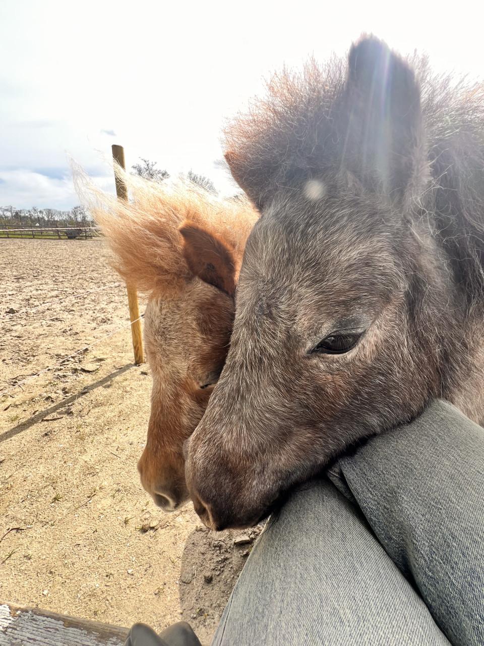 Leuk verzorgadres voor 3 lieve minipaardjes/pony’s gemeente Goes SHK
