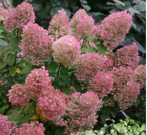 Pluimhortensia Bobo
