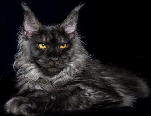 Black Smoke Polydactyl Maine Coon (1 jaar oud) met stamboom