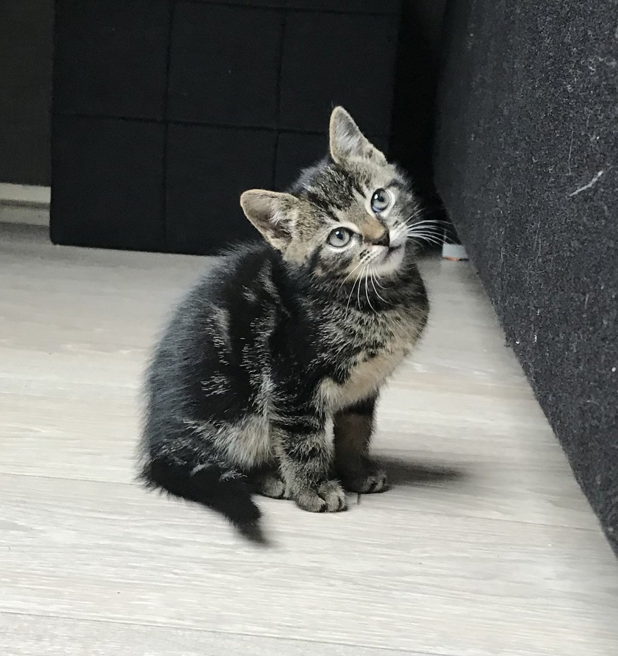 Gouden mandje gezocht Kittens