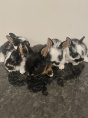 8 lieve baby konijntjes te koop