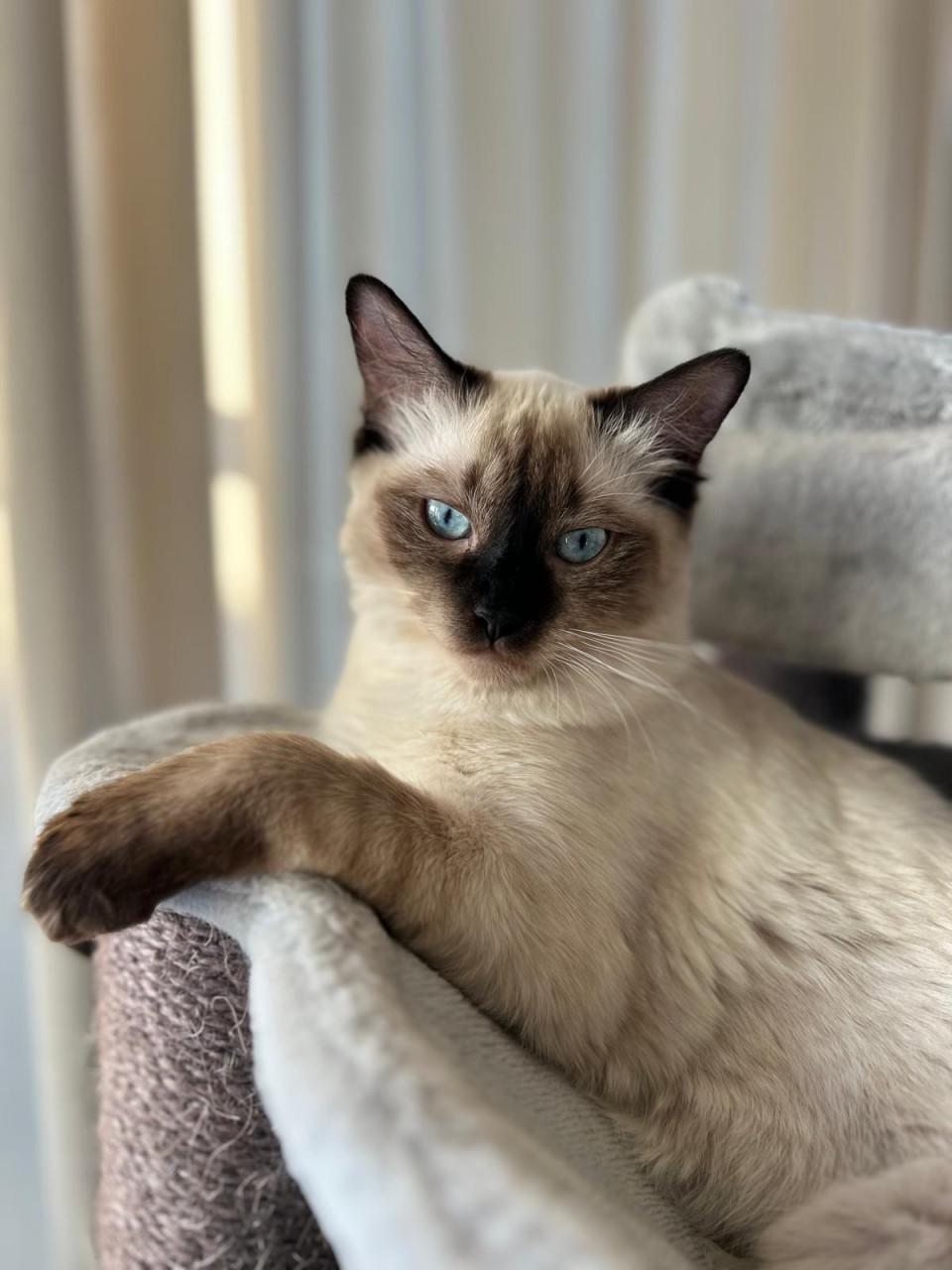 Ragdoll kittens MET stamboom VAN ORANJE Parels Ragdoll Cattery