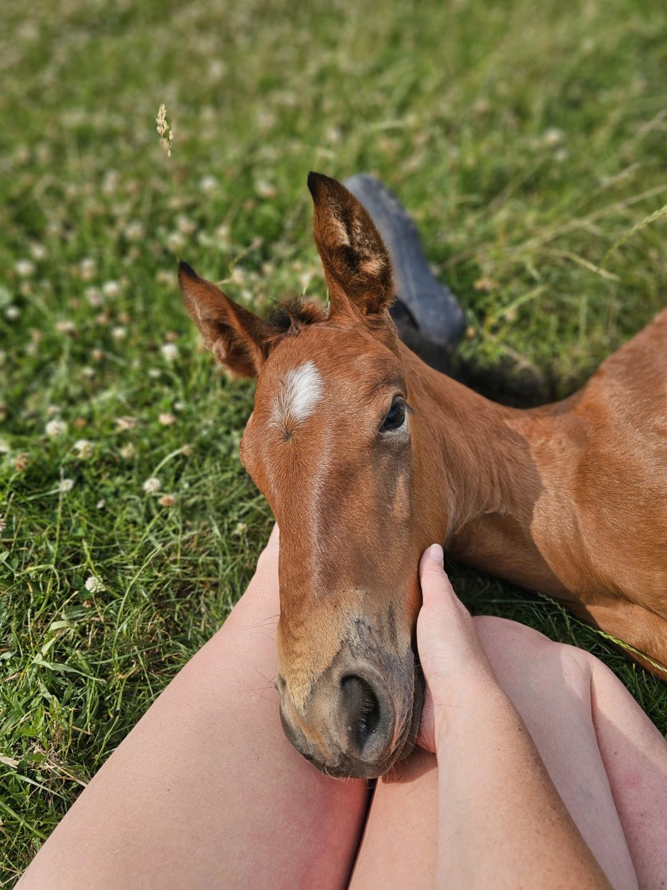 Knap merrieveulen, boulonnais x kwpn