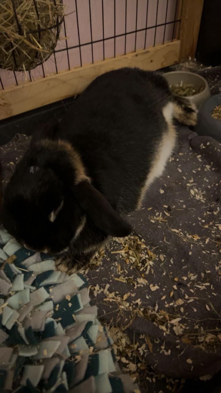 Gecastreerd Frans hangoor konijn incl inboedel