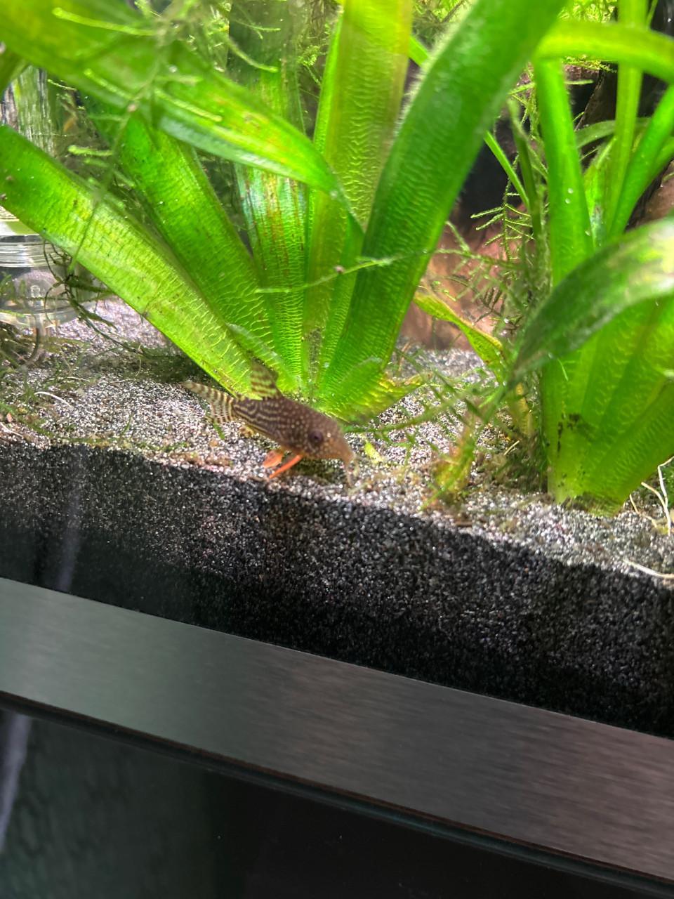 Aquariumvissen