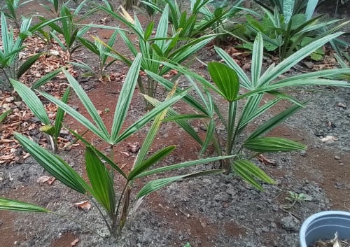 Jonge Trachycarpus Fortunei 20 cm hoog.