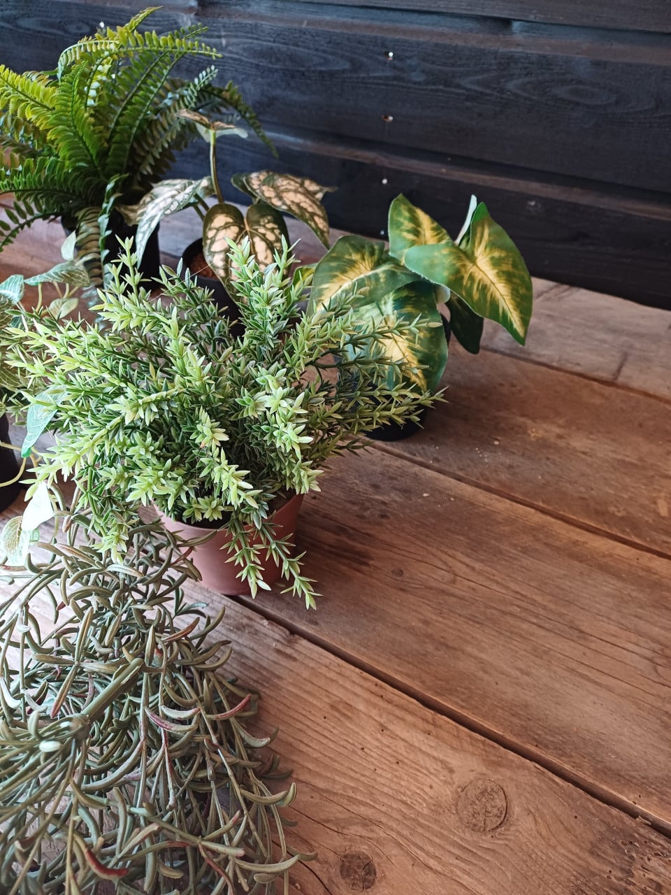 Set van kleine kunst plantjes