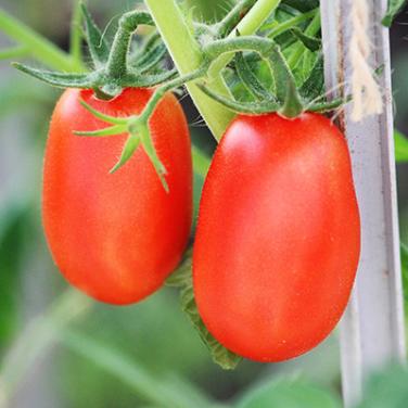Tomatenplanten SIERTUIN en MOESTUIN PLANTEN BIJ DE VOORDEUR