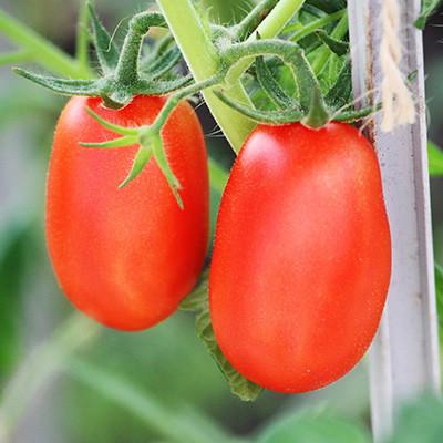 Tomatenplanten SIERTUIN en MOESTUIN PLANTEN BIJ DE VOORDEUR