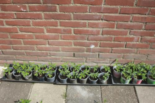 Jonge plantjes van vleestomaten..