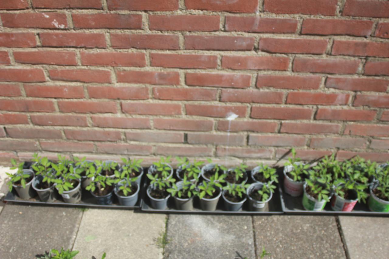 Jonge plantjes van vleestomaten..