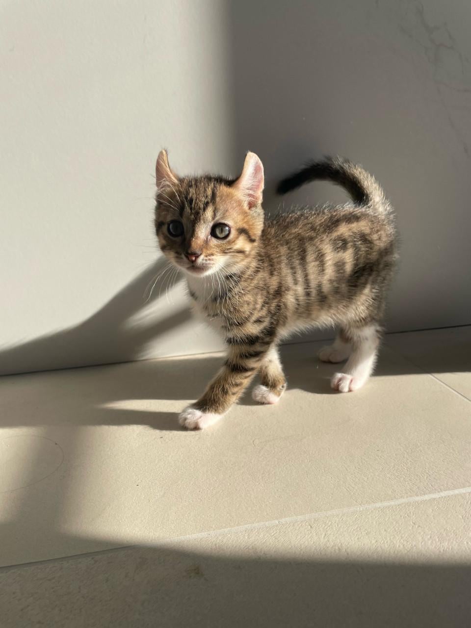 Kittens