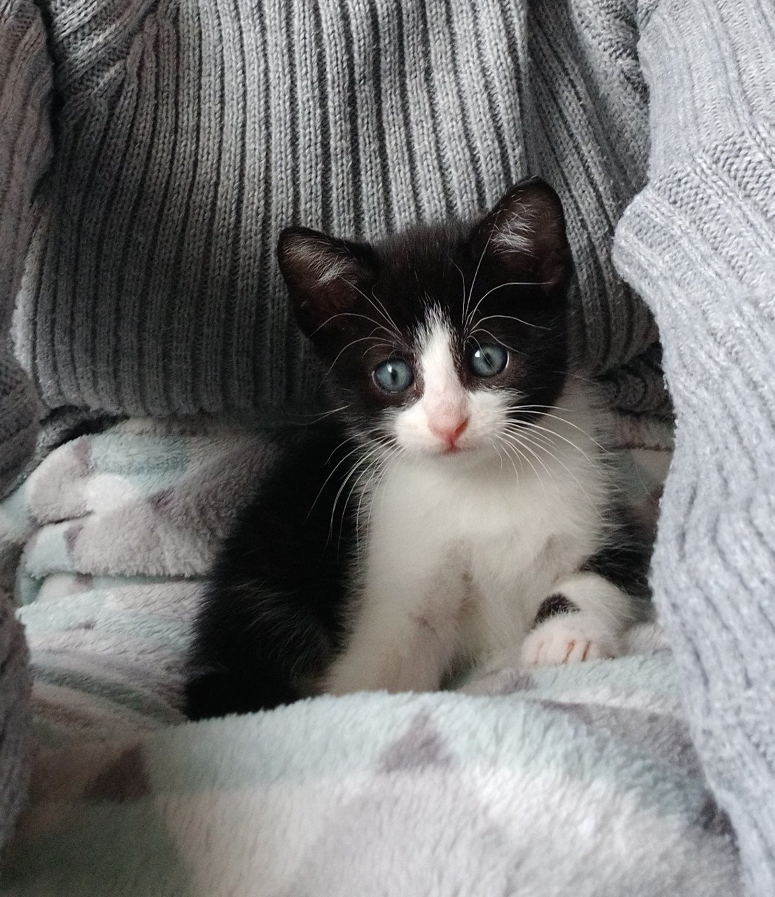 Kittens