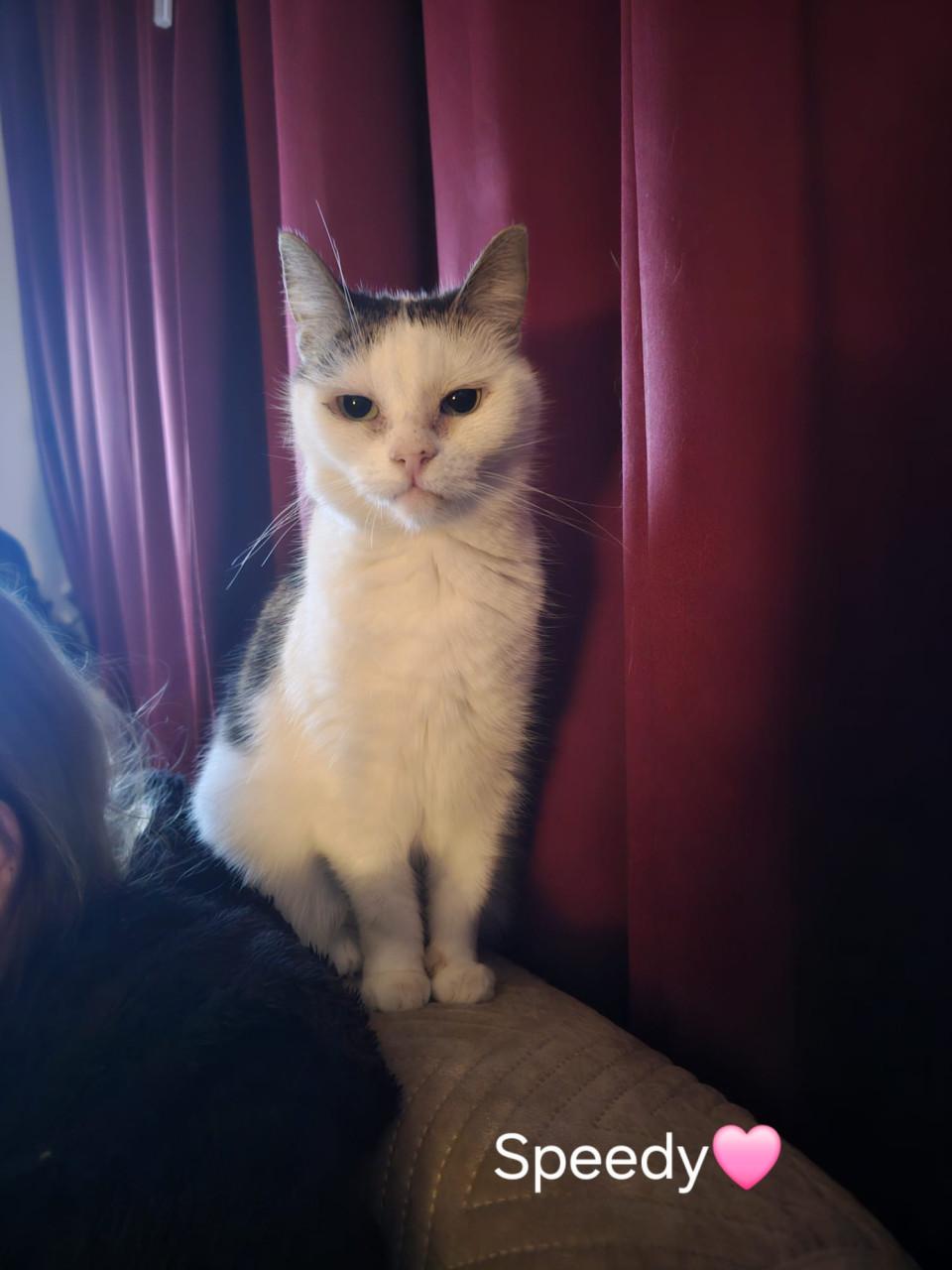 Katten/kitten adoptie