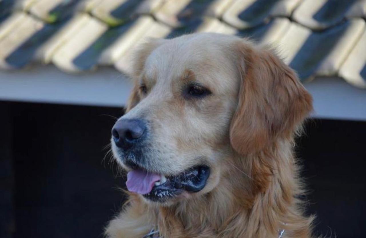 Mooie Golden retriever puppy’s