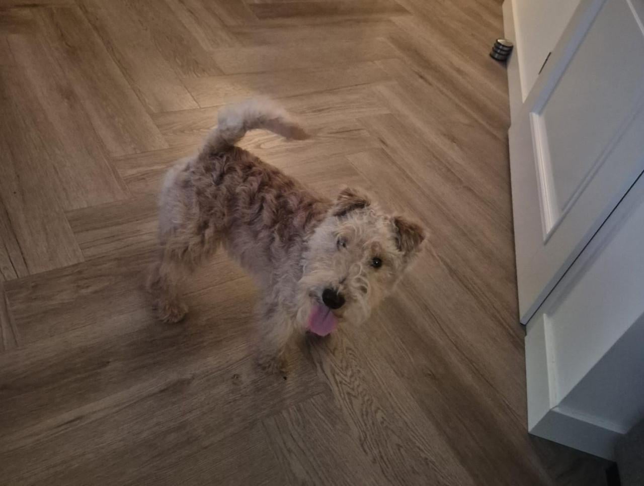 Lakeland terrier pup met stamboon