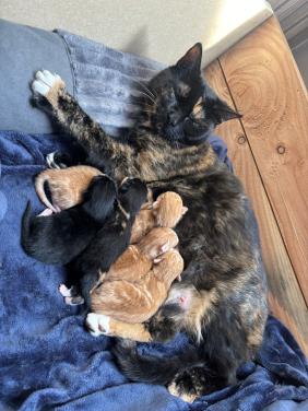 Gouden mandje gezocht voor deze kittens ❤️