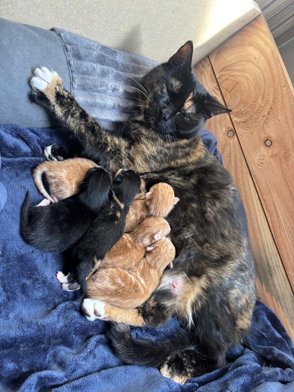 Gouden mandje gezocht voor deze kittens ❤️