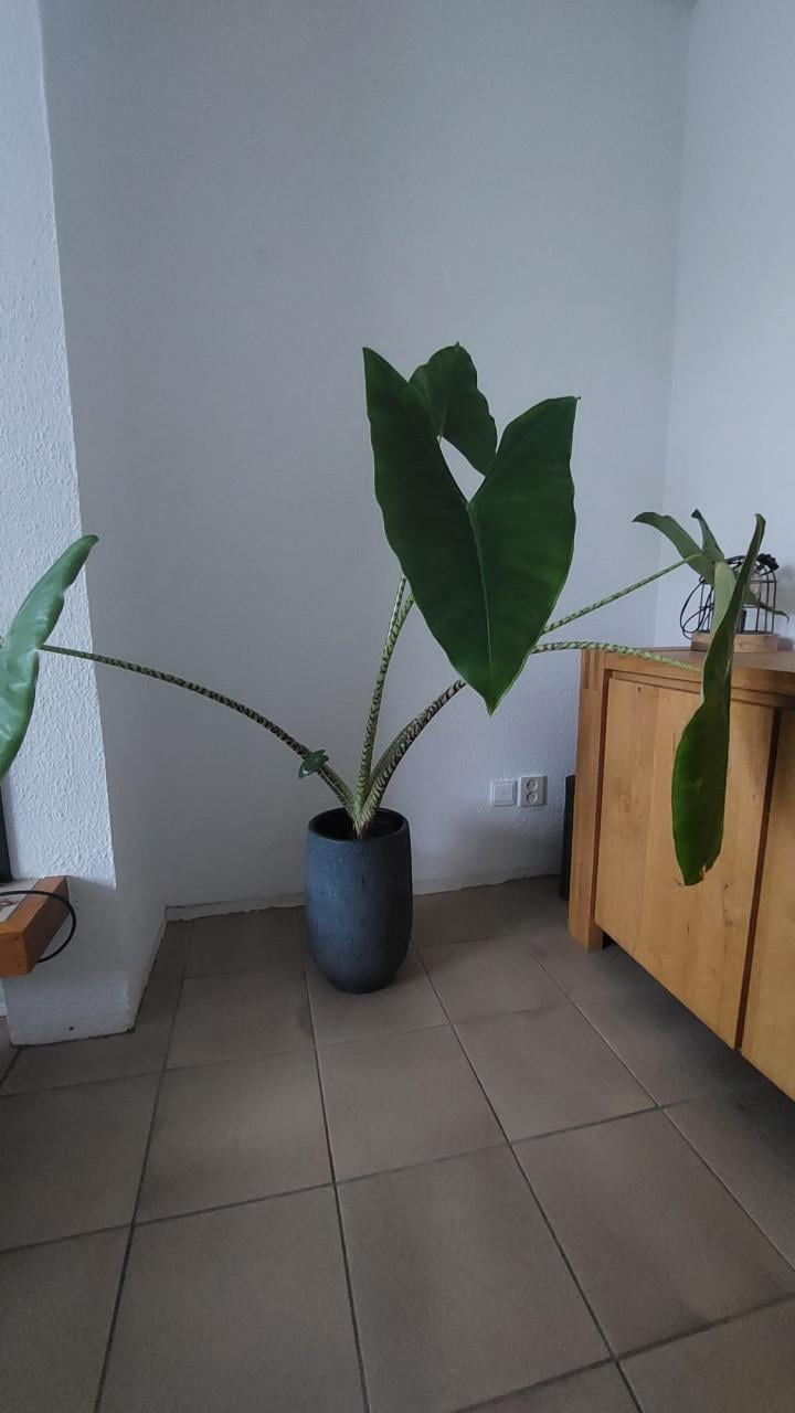 Plant Alocasia Zebrina "olifantoor"