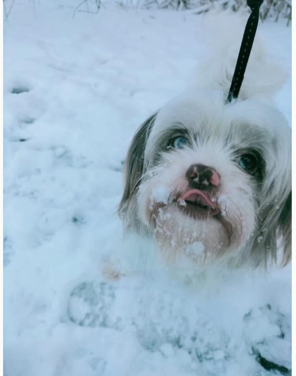 Boomer hondje hulp gevraagd!!!!!