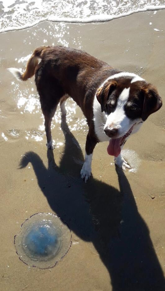 Lieve honden oppas aangeboden
