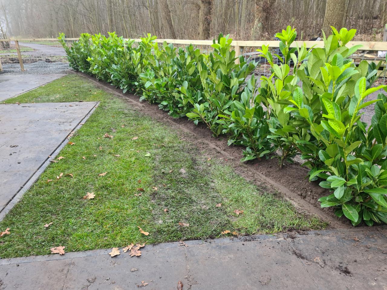 Laurierhaag - Prunus Rotundifolia potgekweekte haagplanten
