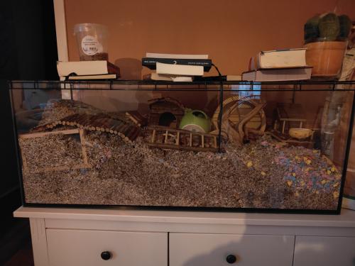 Lieve Chinese Dwerghamster incl prachtig hok