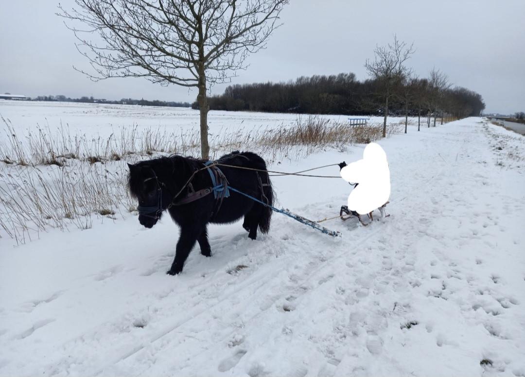 Super lieve shetlander merrie